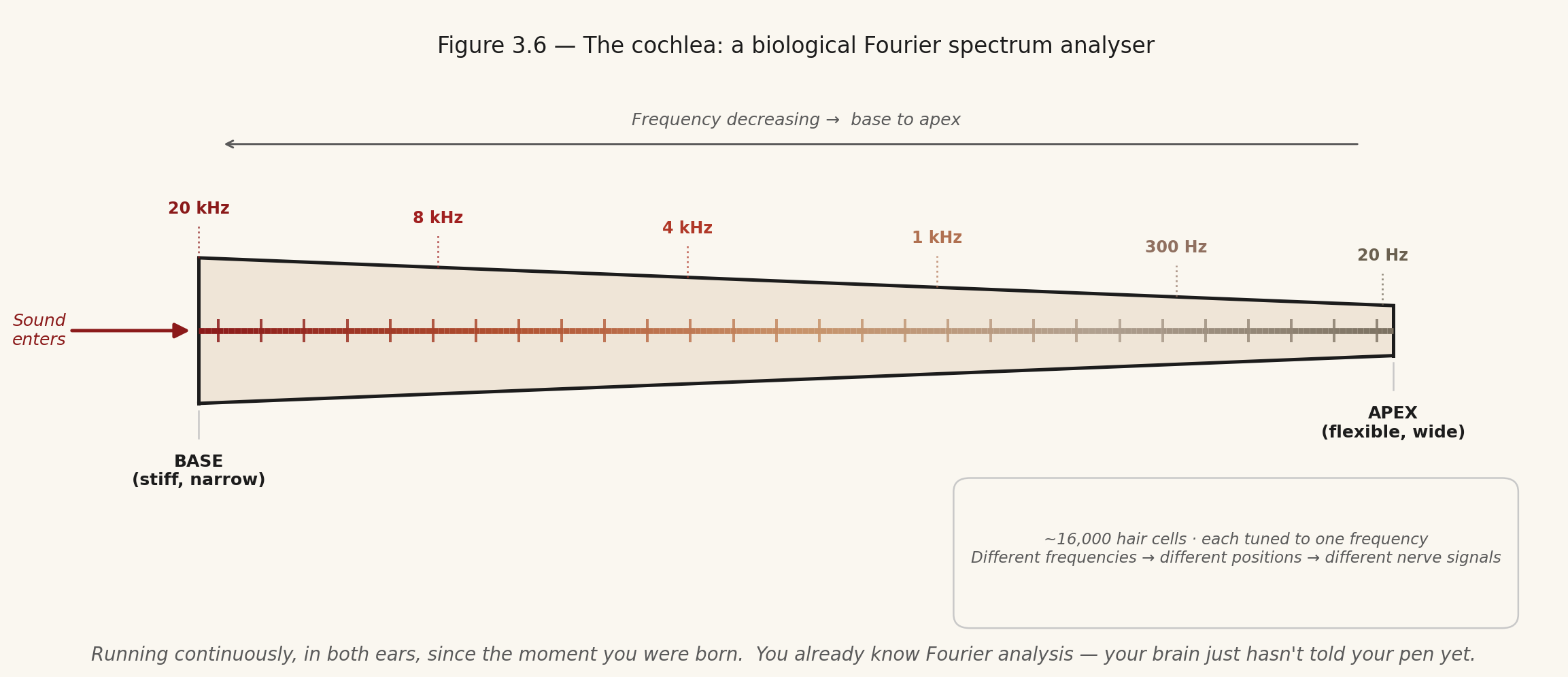 Unrolled cochlea schematic showing frequency-to-position mapping